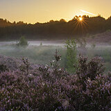 Sunrise at the heathlands